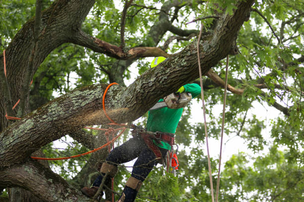 How Our Tree Care Process Works  in  St Paul, MN