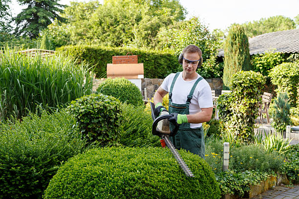 Best Organic Lawn Care Solutions  in St Paul, MN